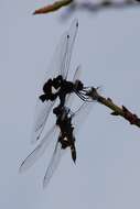 Image of Black Saddlebags