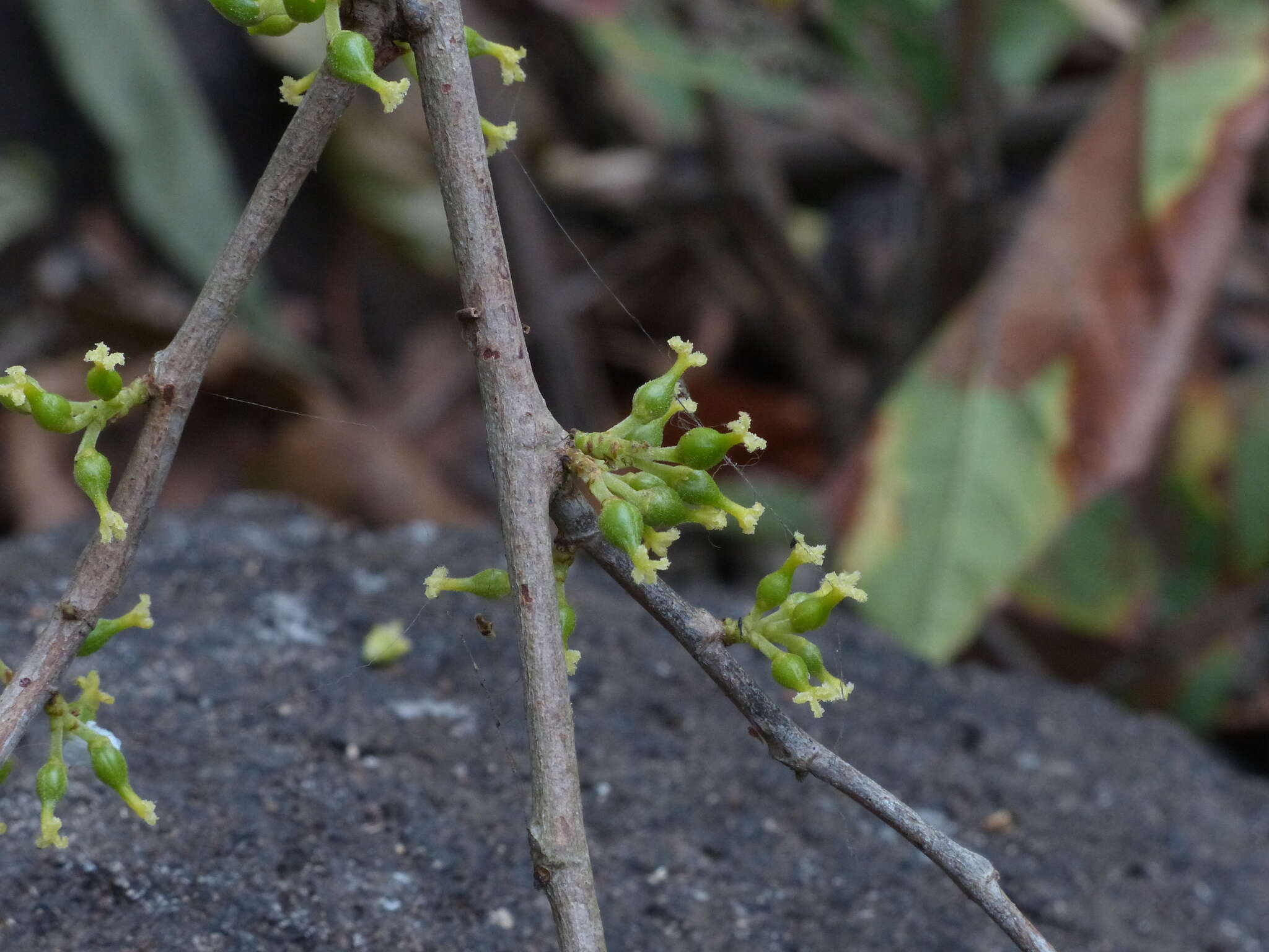 Sivun Aporosa cardiosperma (Gaertn.) Merr. kuva