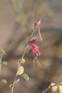 Image of Blue-leaf bauhinia