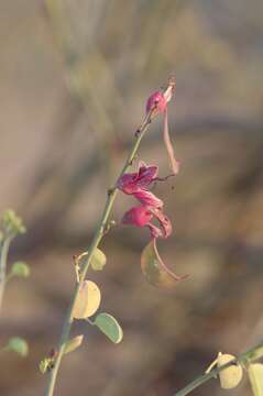 Sivun Adenolobus garipensis (E. Mey.) Torre & Hillc. kuva