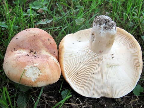 Imagem de Lactifluus allardii (Coker) De Crop 2012