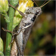 Image of Melanoplus cinereus Scudder & S. H. 1878