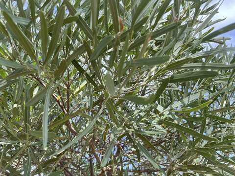 Image of Alectryon oleifolius subsp. canescens S. Reyn.