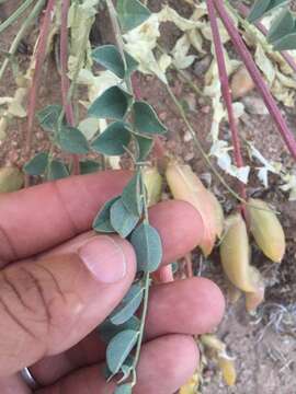 Sivun Astragalus cyaneus A. Gray kuva