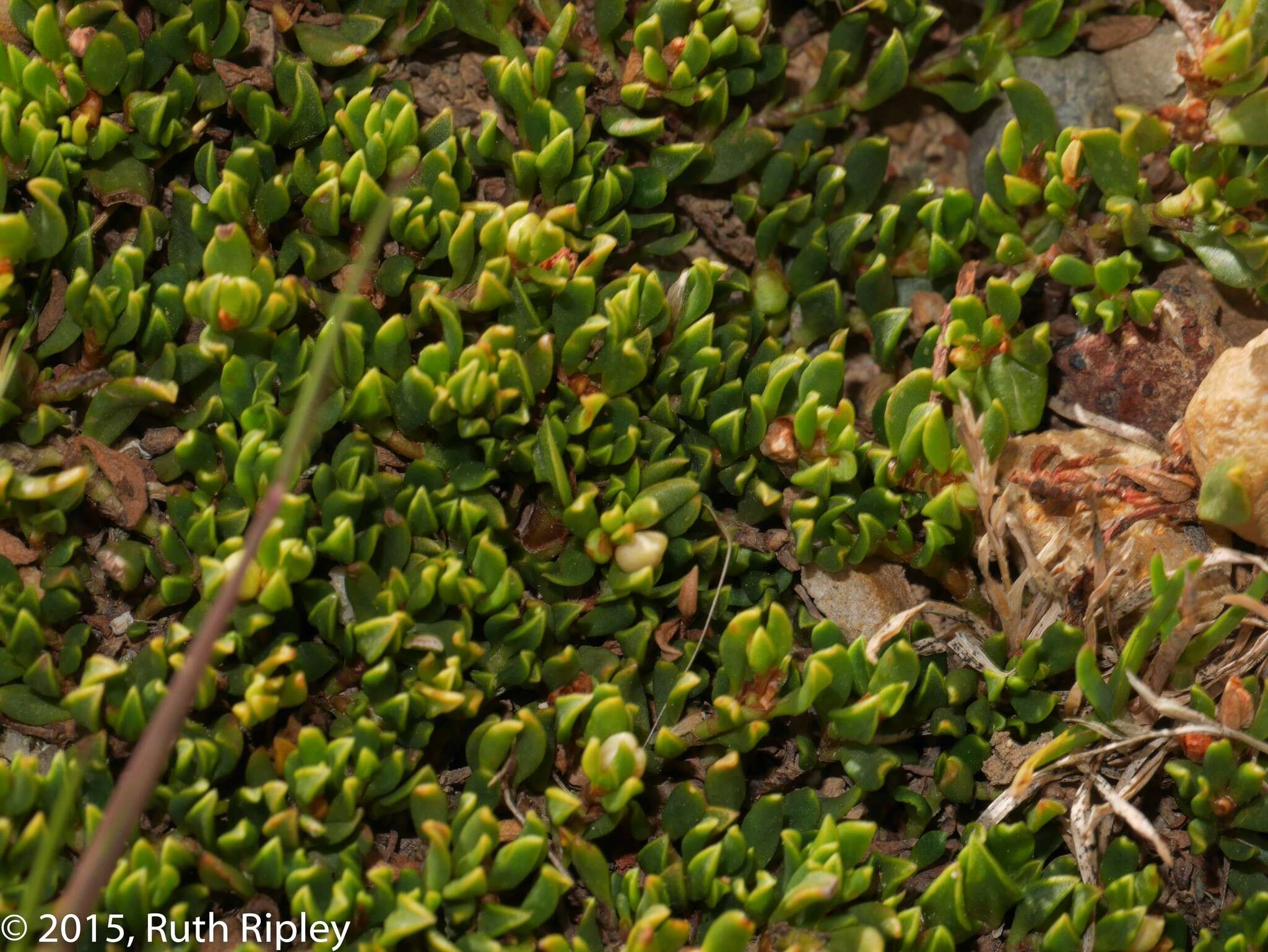 Image of Muehlenbeckia volcanica (Benth.) Endlicher