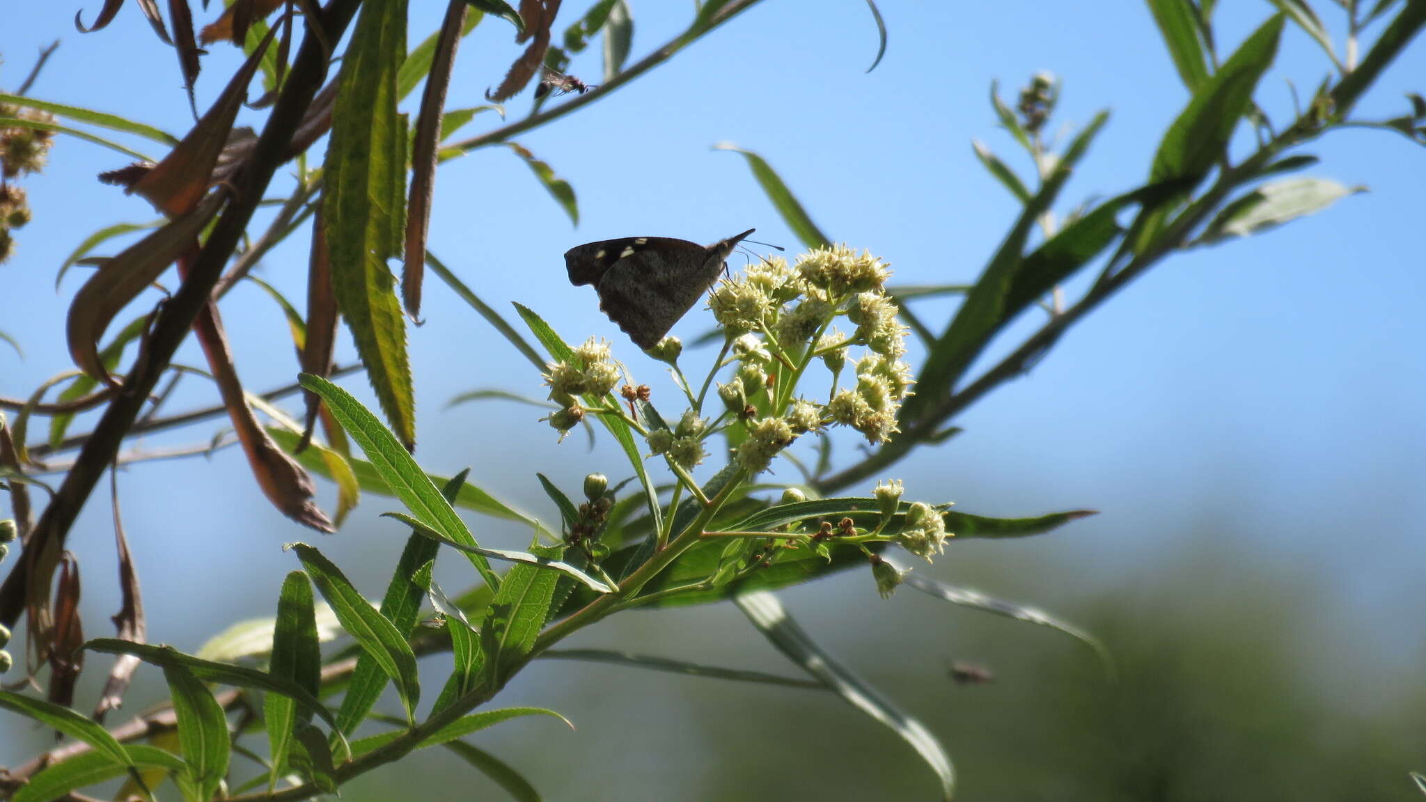 Image of <i>Libytheana <i>carinenta</i></i> carinenta