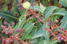 Imagem de Corymbia ficifolia (F. Müll.) K. D. Hill & L. A. S. Johnson