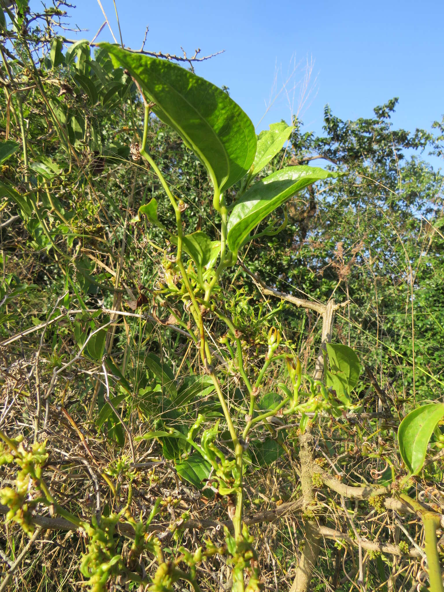 Smilax anceps Willd. resmi