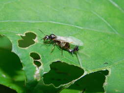 Image of Small black ant