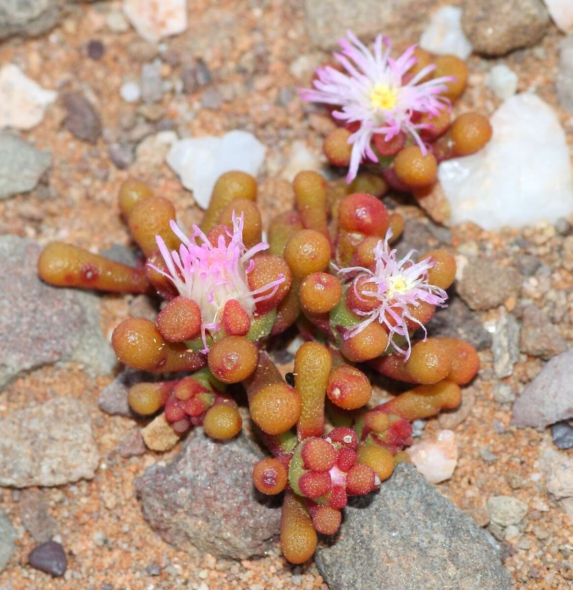 Image of Mesembryanthemum subtruncatum L. Bol.