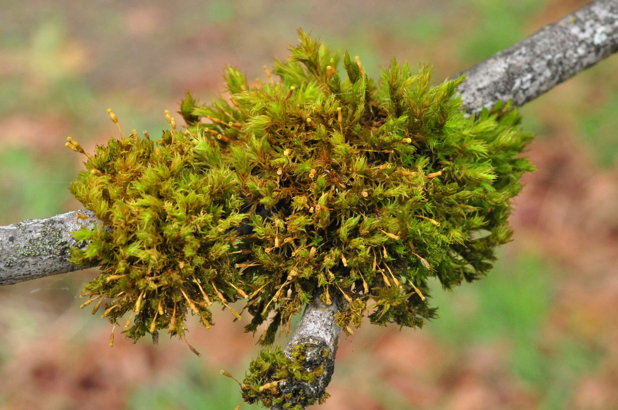 Image of orthotrichum moss