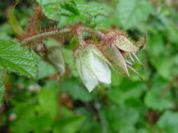 Image of Creeping Bramble