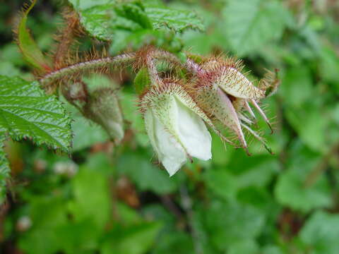 Image of Creeping Bramble