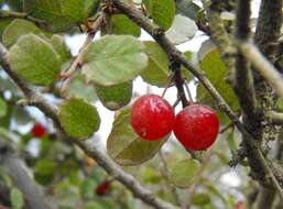 Image of redberry buckthorn