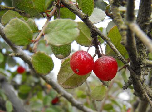 Imagem de Endotropis crocea subsp. crocea