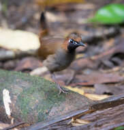 Image of Black-faced Antthrush