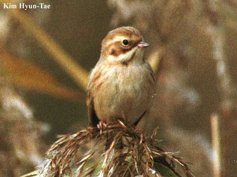 Слика од Emberiza pallasi (Cabanis 1851)