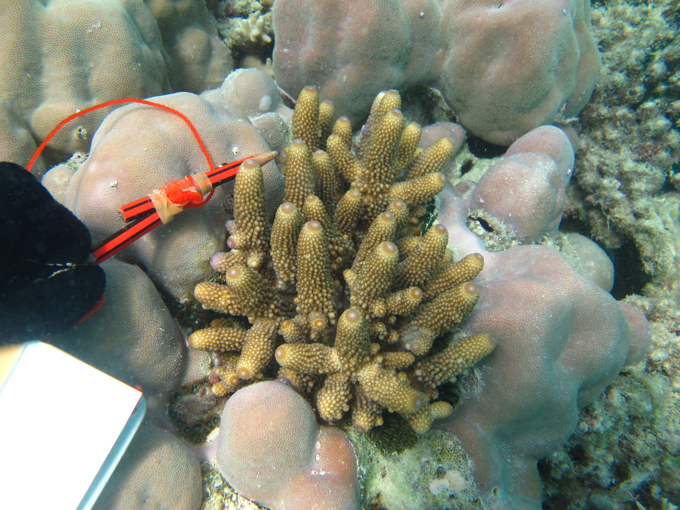 Image of Finger Coral