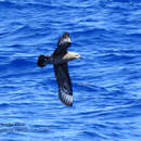 Image of Kermadec Petrel