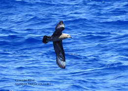 Image of Kermadec Petrel