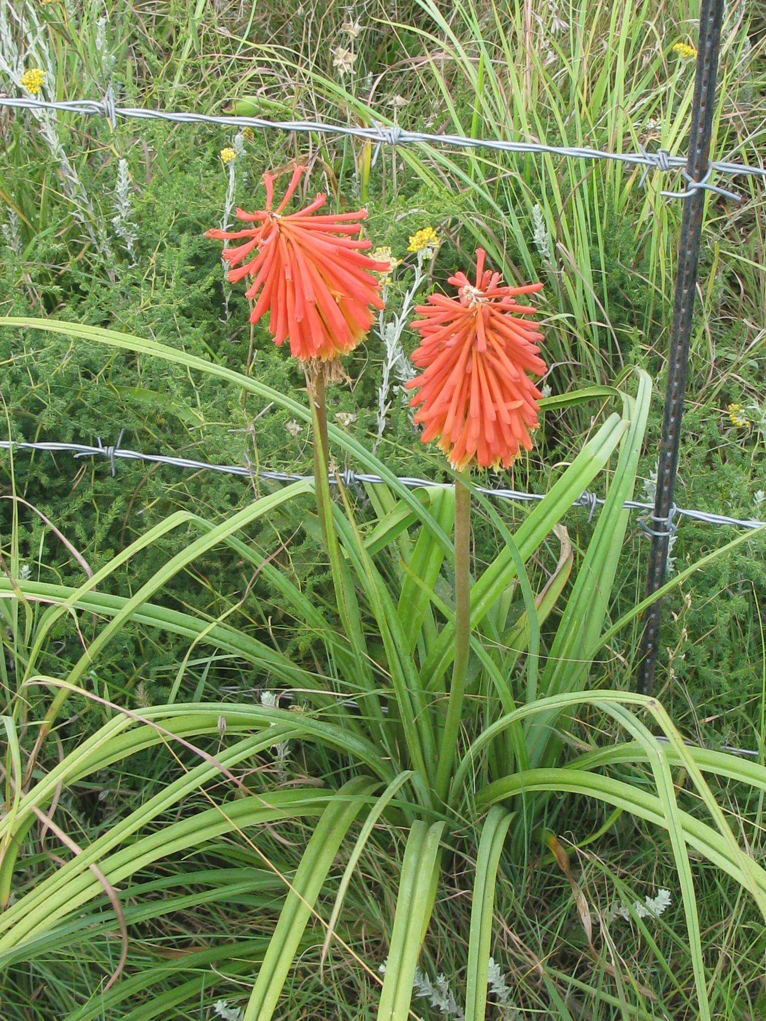 Слика од Kniphofia linearifolia Baker