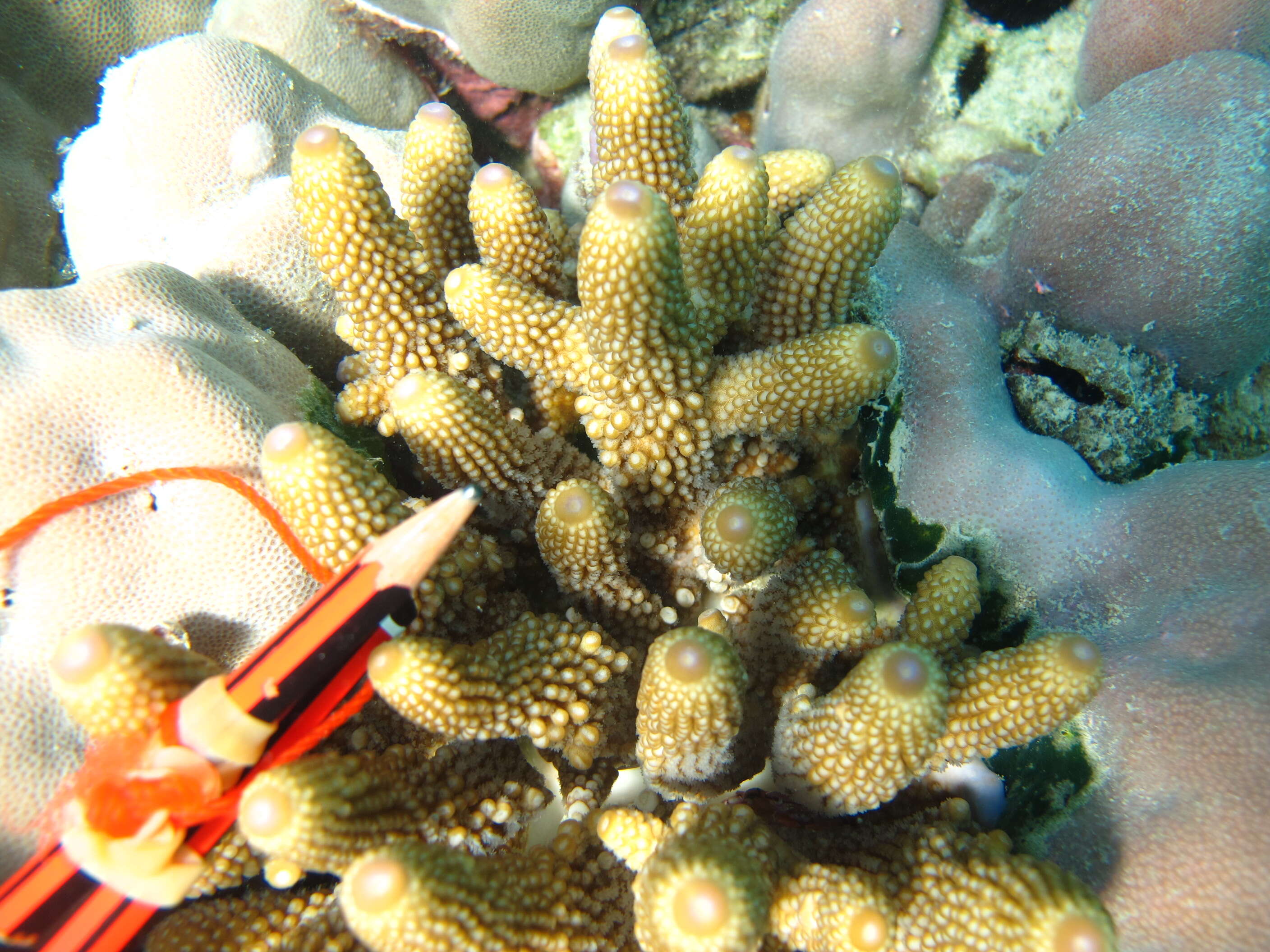 Image of Finger Coral