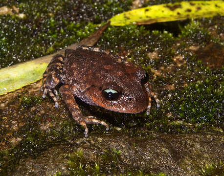 Image of Leptobrachium promustache (Rao, Wilkinson & Zhang 2006)