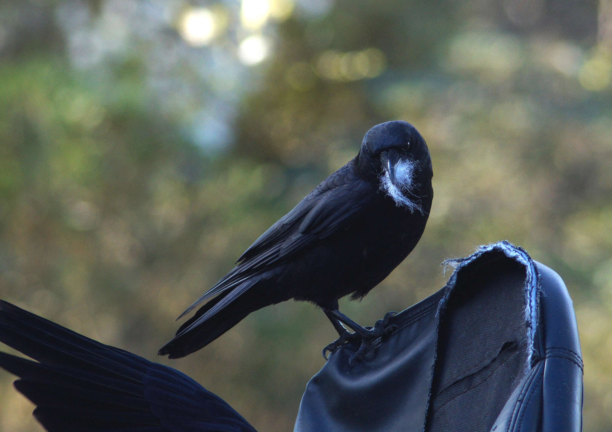 Image of Corvus brachyrhynchos caurinus Baird & SF 1858