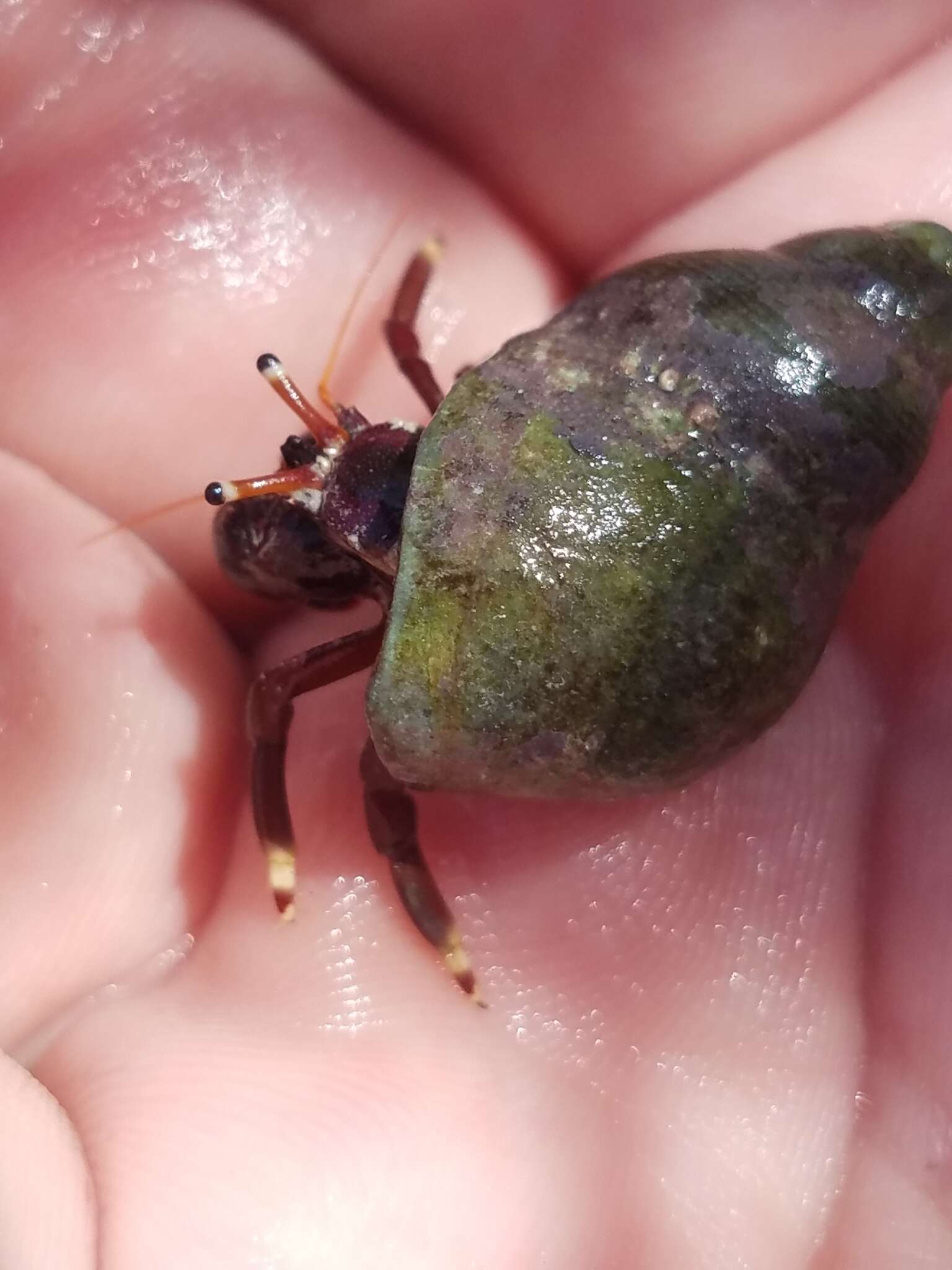 Image of orange claw hermit crab