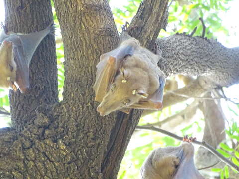 Image of Gambian Epauletted Fruit Bat