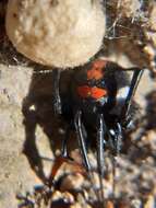 Latrodectus thoracicus Nicolet 1849的圖片