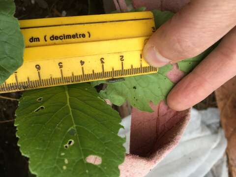 Image of Cross-striped Cabbageworm