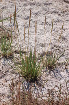 Image of Plantago maritima subsp. ciliata Printz