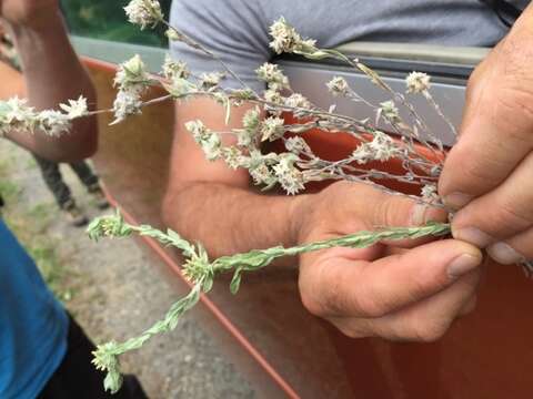 Image of common cottonrose