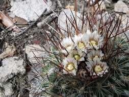 Image of Echinofossulocactus spinosus (Wegener) P. V. Heath