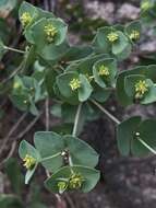 Image de Euphorbia brachycera Engelm.