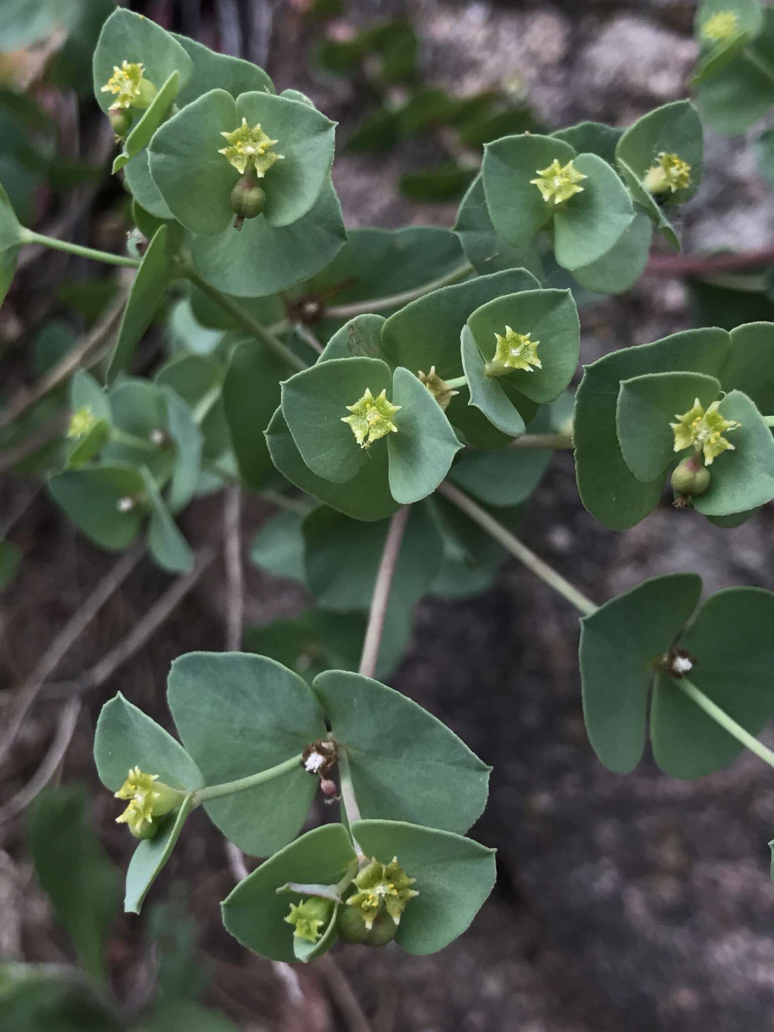 Image de Euphorbia brachycera Engelm.