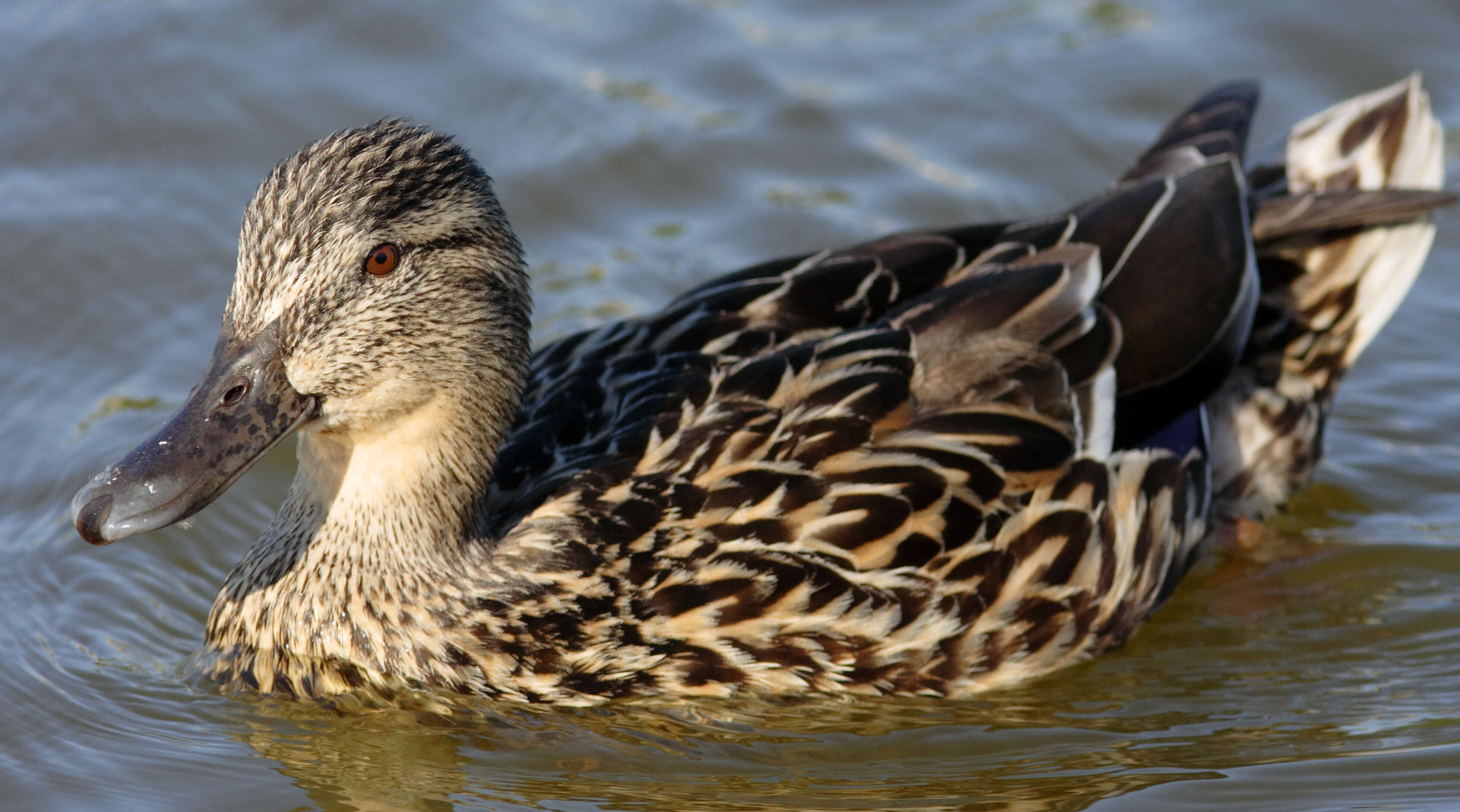 Image of Common Mallard