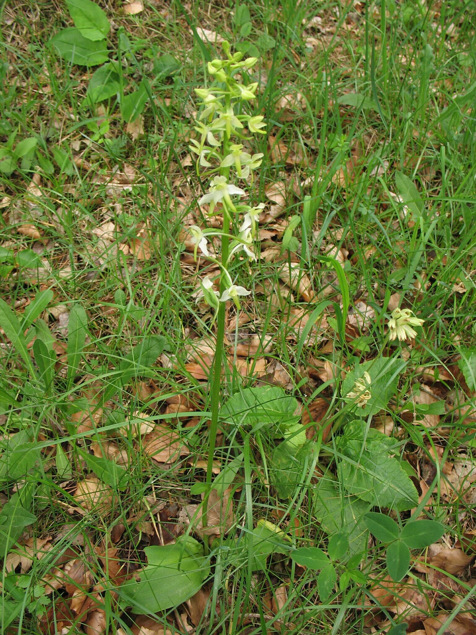 Image of Platanthera hybrida Brügger