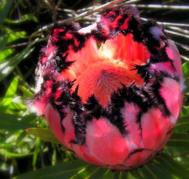 Image of Narrowleaf protea