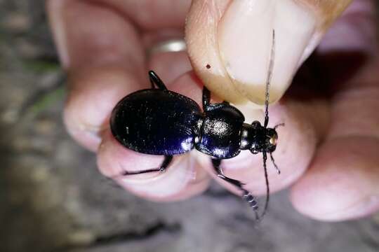 Imagem de Carabus (Morphocarabus) scheidleri Panzer 1799