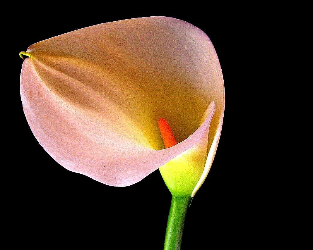 Image of Arum lily