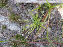 Image of rough pipewort