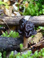 Image of Gyromitra tasmanica Berk. & Cooke 1878