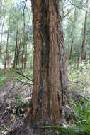 Image of Allocasuarina decussata (Benth.) L. A. S. Johnson