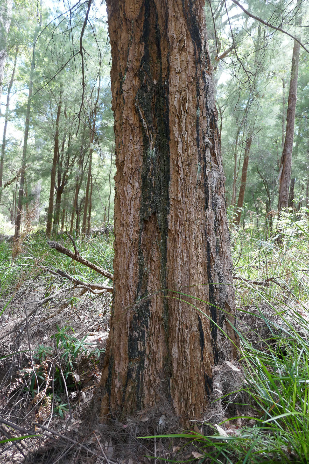 Image of Allocasuarina decussata (Benth.) L. A. S. Johnson