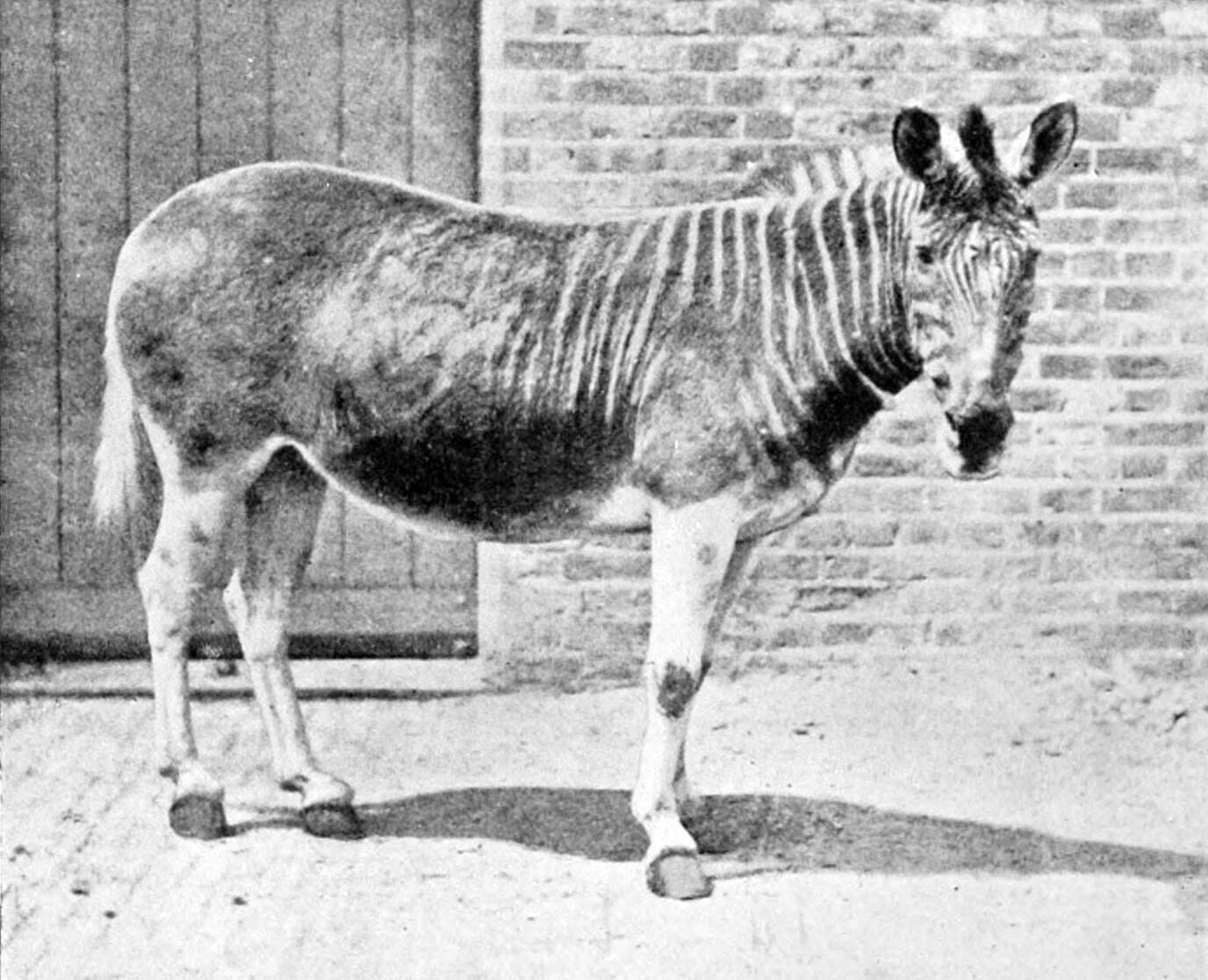 Image of zebra