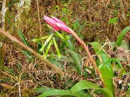 Image of Billbergia distachia (Vell.) Mez