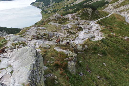 Image of Tatra chamois