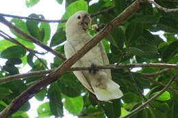 Image of Goffin's Cockatoo